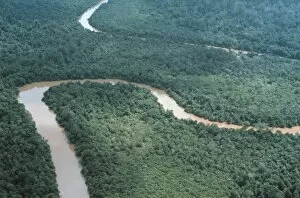 Aerial View Collection: Aerial view of riverine forest
