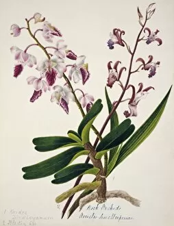 Aerides Collection: Aerides iindleyanum, rock orchid