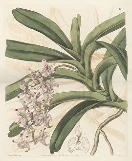 Shrub Prints: Aerides odorata orchid, endangered