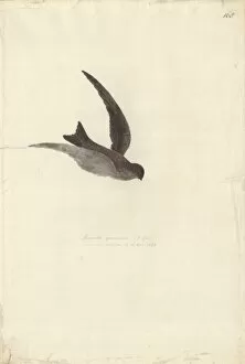 Apodiformes Gallery: Aerodramus leucophaeus, Polynesian swiftlet