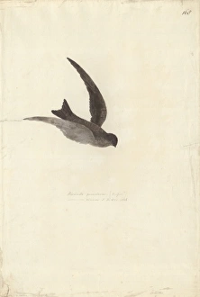 Apodiformes Gallery: Aerodramus leucophaeus, Polynesian swiftlet