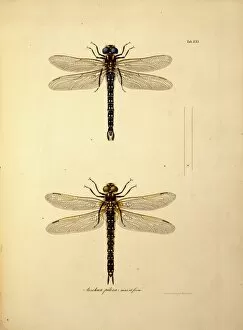 1780 1847 Collection: Aeschna pilosa, dragonfiles