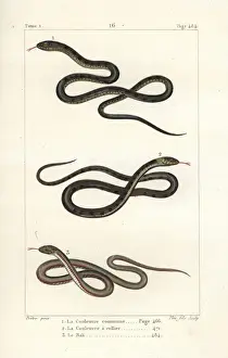 Bali Prints: Aesculapian snake, grass snake and pond snake