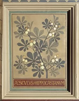 Aesculus Hippocastanum Gallery: Aesculus hippocastanum, common horse chestnut