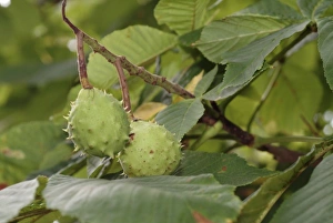 Aesculus Hippocastanum Gallery: Aesculus hippocastanum, horse chestnut tree