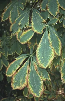 Aesculus hippocastanum, horse chestnut tree