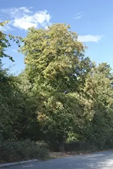 Aesculus hippocastanum, horse chestnut tree