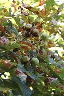 Aesculus hippocastanum, horse chestnut tree