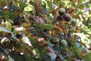 Aesculus hippocastanum, horse chestnut tree