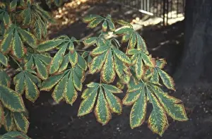 Aesculus hippocastanum, horse chestnut tree