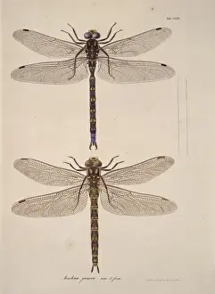 Aeshna sp. dragonflies