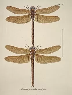 1780 1847 Collection: Aeshna sp. dragonflies