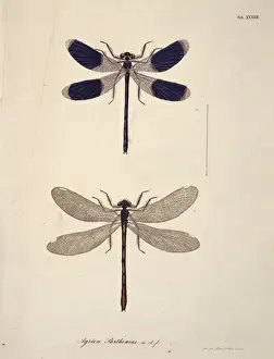 Aeshna sp. dragonflies