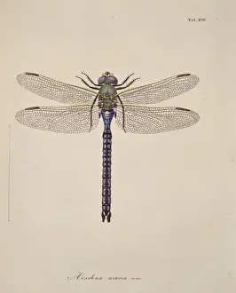 Hexapoda Prints: Aeshna sp. dragonflies
