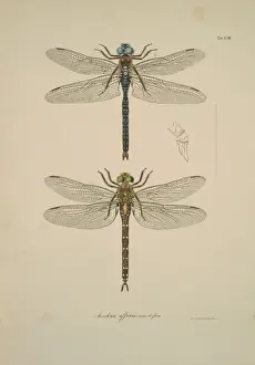 Aeshna sp. dragonflies