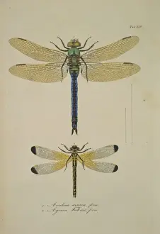 Aeshna sp. dragonflies