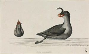 Alcidae Gallery: Aethia cristatella, crested auklet