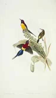 Passeriformes Prints: Aethopyga gouldiae, Mrs Goulds sunbird