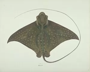 Elasmobranch Collection: Aetobatus narinari, spotted eagle ray