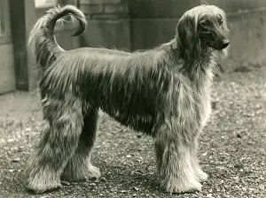 AFGHAN / HOBAH CALEB / 1938