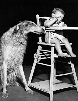 Images Dated 12th January 2017: Afghan hound with baby in highchair