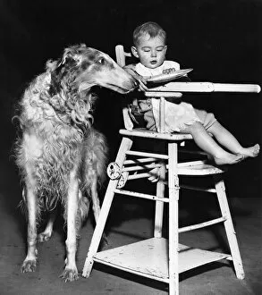 Images Dated 12th January 2017: Afghan hound with baby in highchair