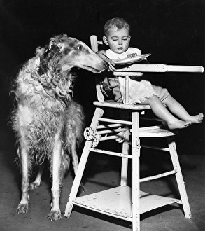 Images Dated 12th January 2017: Afghan hound with baby in highchair