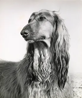 Afghan hound on a beach Date: 1950s