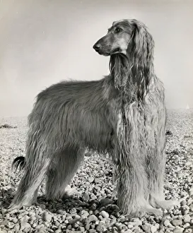 Pebbly Prints: Afghan hound on a pebbly beach Date: 1950s
