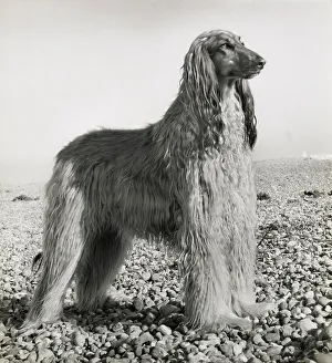 Pebbly Prints: Afghan hound on a pebbly beach Date: 1950s