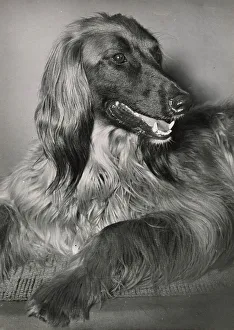 Afghan hound relaxing Date: 1950s