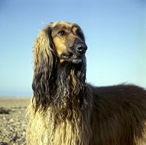Images Dated 27th January 2017: Afghan hound with wet fur on a beach
