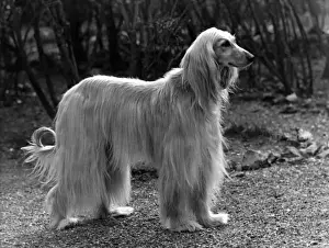 Afghan / Khorrasan / 1953