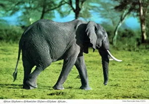 Elephants Prints: Africa - African Elephant