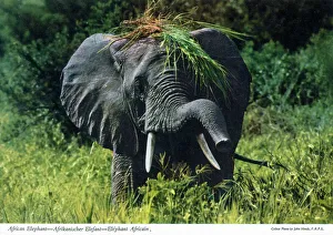 Africa - African Elephant