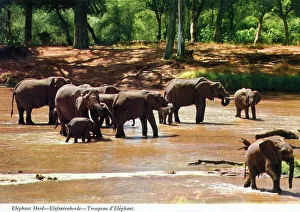 Herd Prints: Africa - African Elephant Herd crossing a river