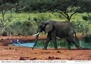 Watering Prints: Africa - African Elephant and Marabou Storks