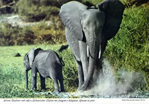 Calf Prints: Africa - African Elephant and young calf