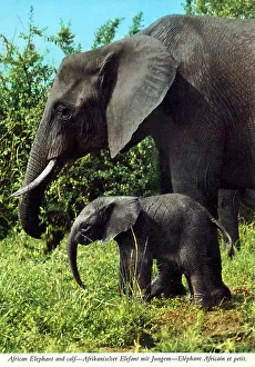 Calf Prints: Africa - African Elephant and young calf
