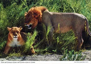 Mane Prints: Africa - African Lion and Lioness