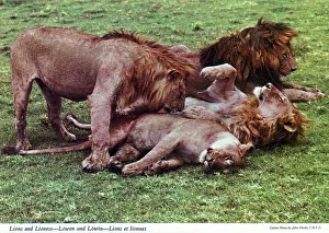 Mane Prints: Africa - African Lions and Lioness