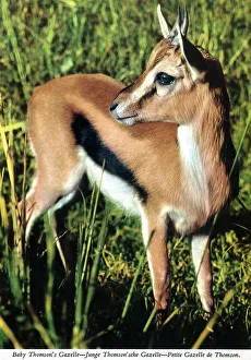 Tommie Prints: Africa - Baby Thomson's Gazelle