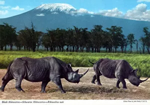 Snow Capped Prints: Africa - Black Rhinoceros