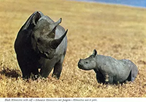 Calf Prints: Africa - Black Rhinoceros (Diceros bicornis) and calf