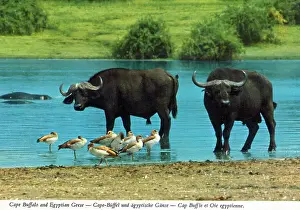 Watering Prints: Africa - Cape Buffalo and Egyptian Geese by watering hole