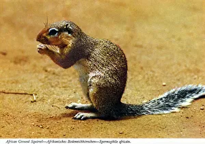 Africa - Cape Ground Squirrel