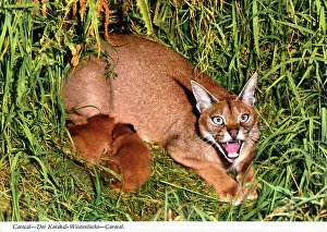 Cubs Prints: Africa - Caracal