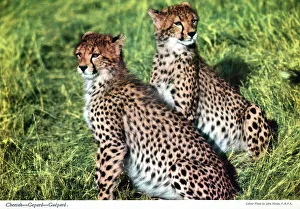 Spots Prints: Africa - Two Cheetahs