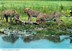 Trio Prints: Africa - Three Cheetahs and a captured Topi by a waterhole