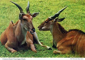 Africa - Common Eland (Taurotragus oryx)